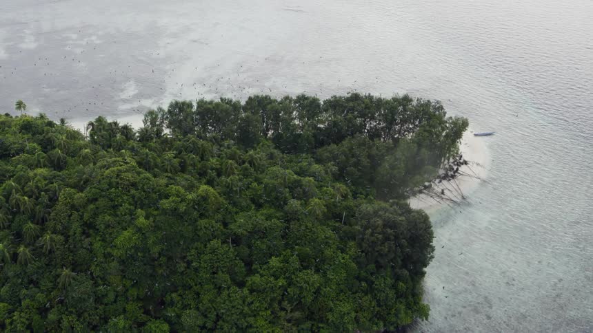 Dozens of large black birds fly over an island