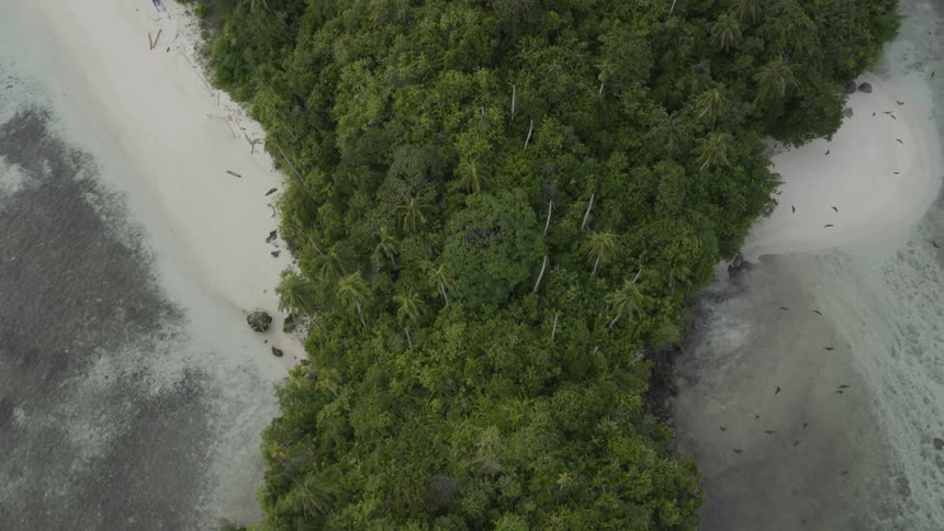 Island full of trees