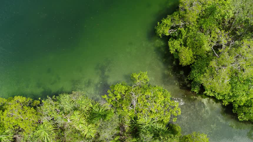 Aerial view of a snorkeler swimming out into a lake with jellyfish