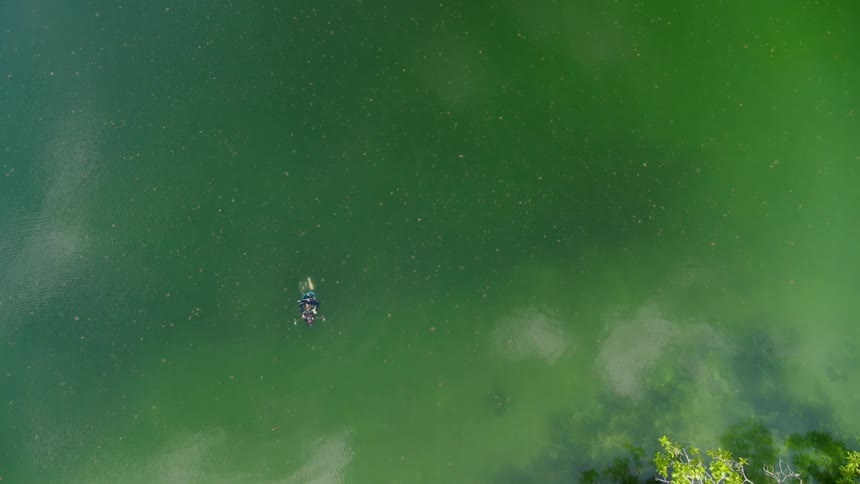 A swimmer with an underwater camera swims through jellyfish in a lake