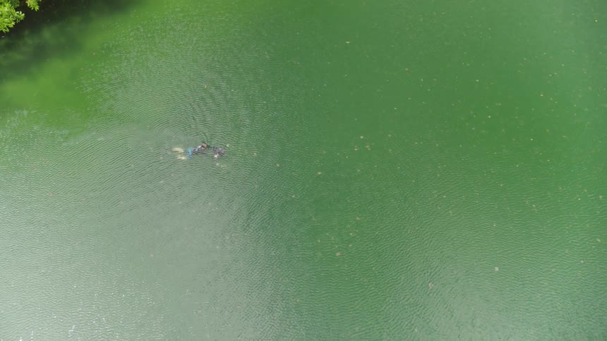 A person snorkeling in a lake with jellyfish in the daytime