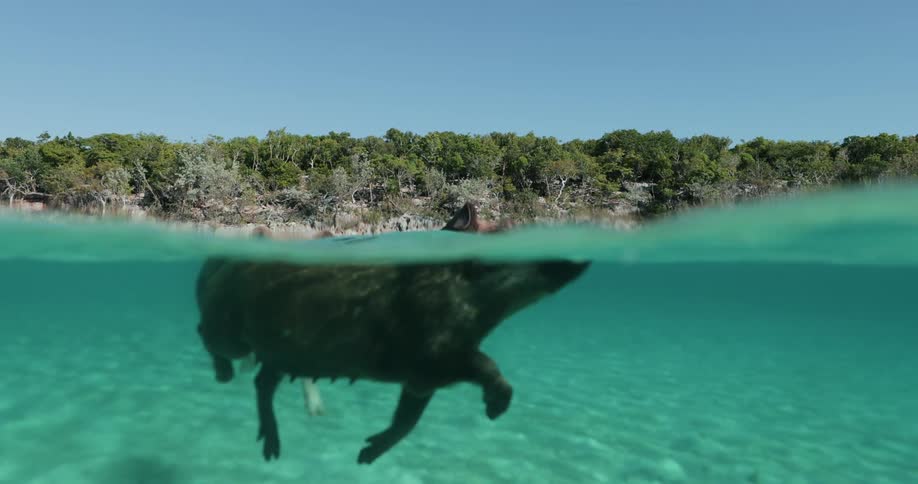 A pig swimming in the water at the beach