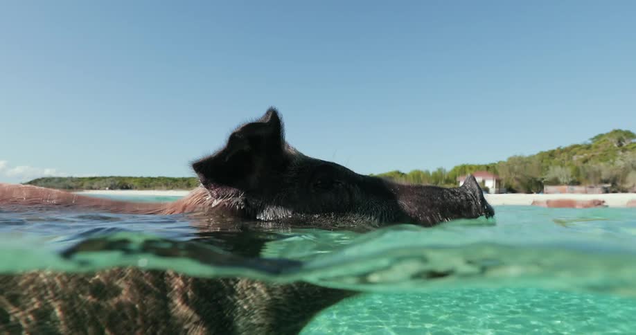 Pig swimming through clear shallow ocean water next to an island shore