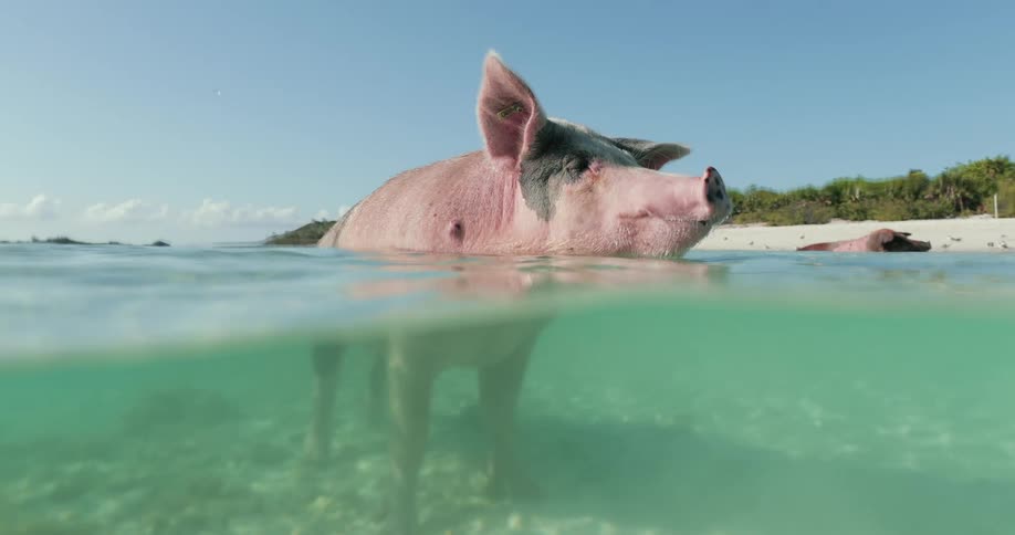 A pig standing in shallow water just off the beach