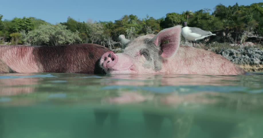 Two pigs are wading in a body of water with a bird perched on one back with trees in the background