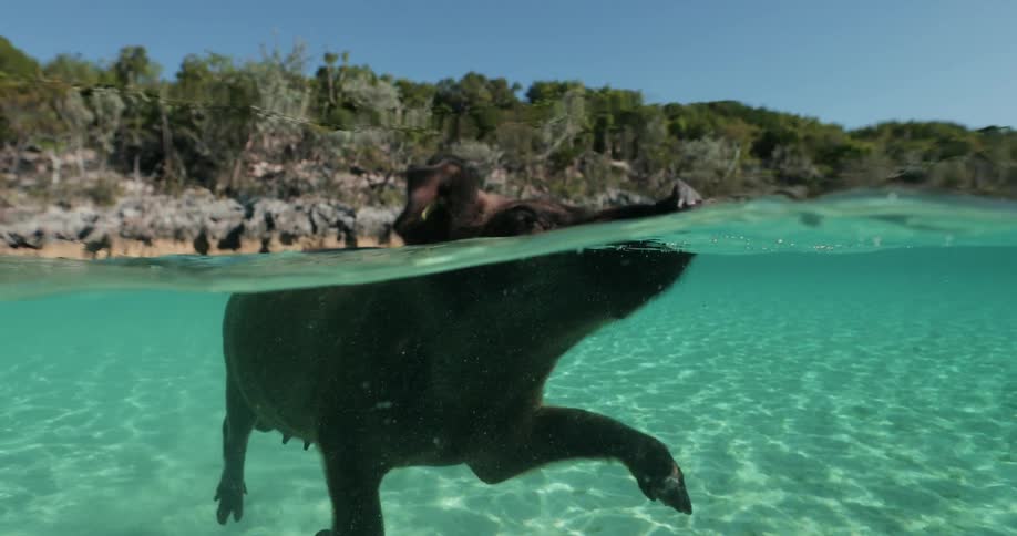 A pig is swimming in the ocean water
