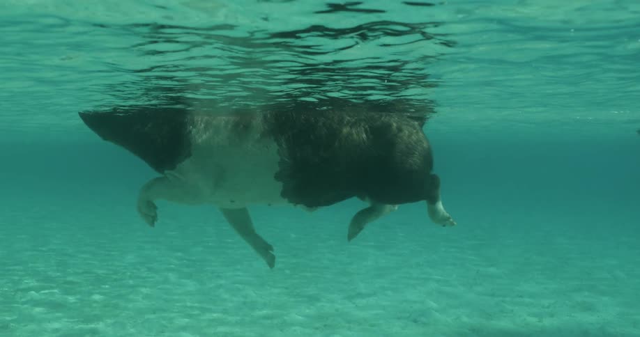 A pig swimming underwater in the ocean