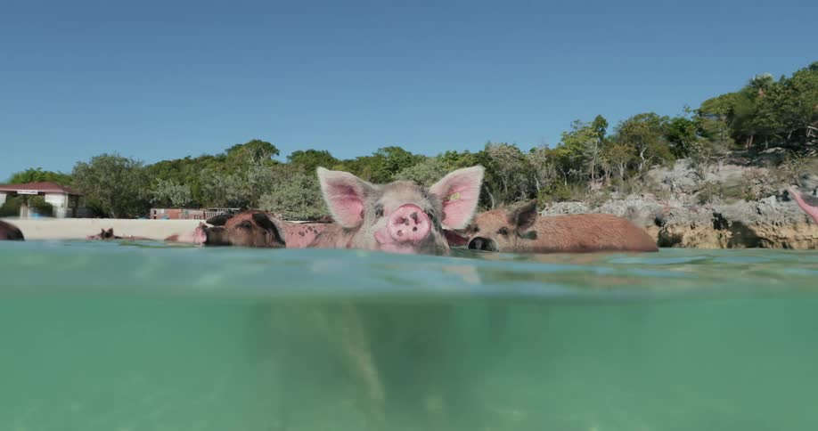 Group of pigs swimming in the water at a beach