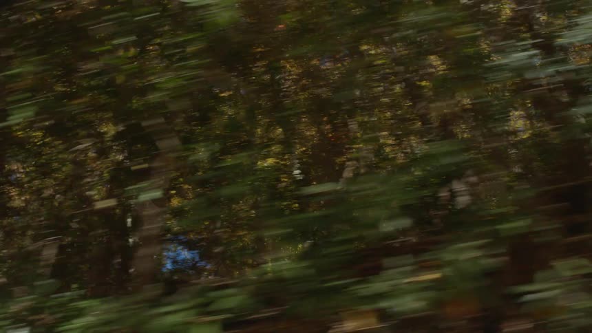 Trees in a forest are displayed in the daytime