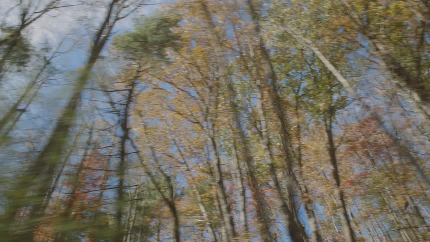 Trees in a forest are displayed in autumn