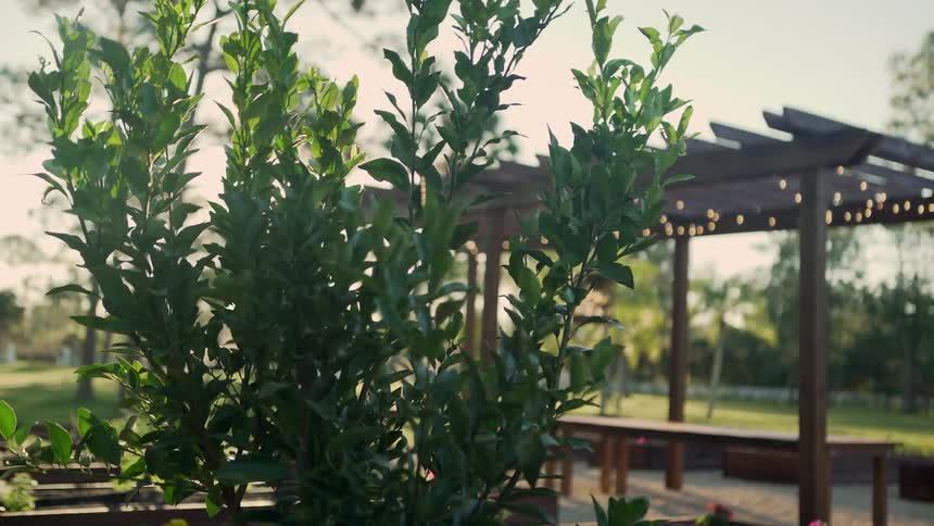 A plant with leaves with a table trees the sky and clouds in the background