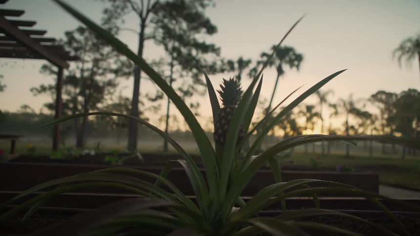 Plants are displayed in a park at dusk
