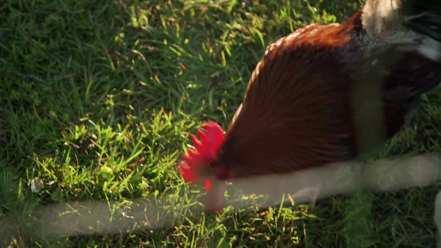 A chicken pecking in the grass