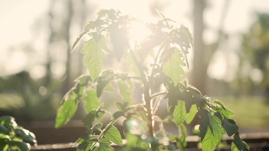 The sun is shining in the forest