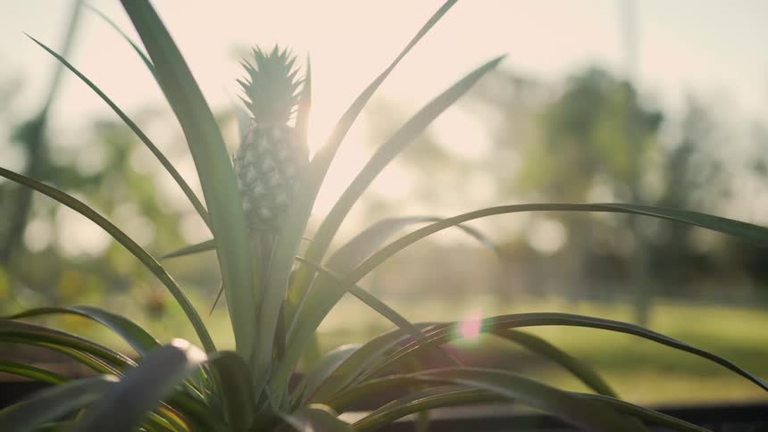 Pineapple plant with a small pineapple growing on it