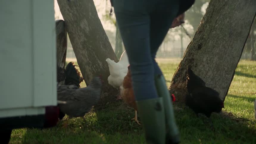 A woman is working outdoors in the morning with chickens and roosters milling around