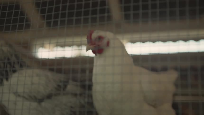 Chickens are in a cage during the day