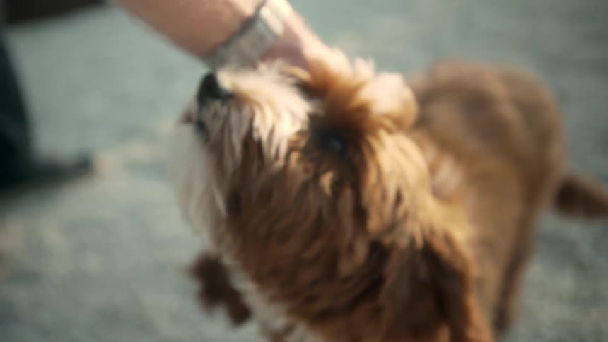 People are petting a dog outdoors