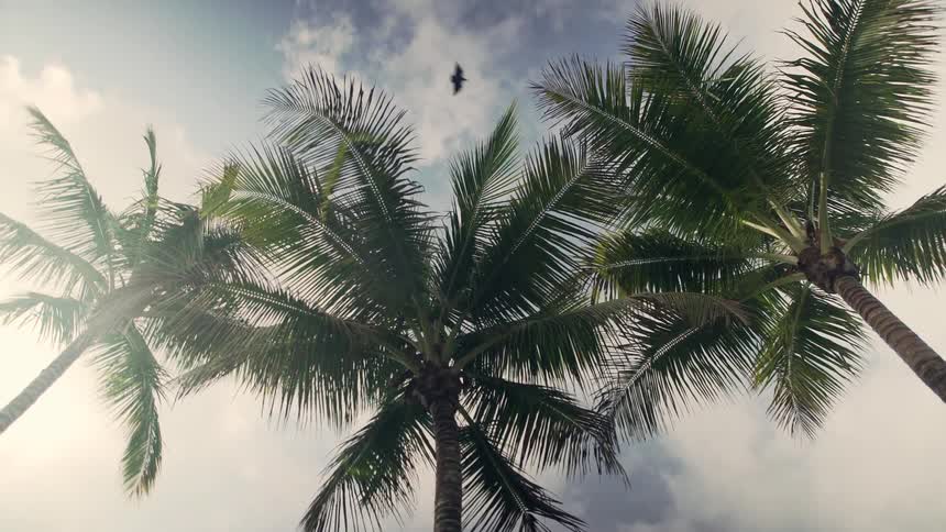 A bird flying over palm trees
