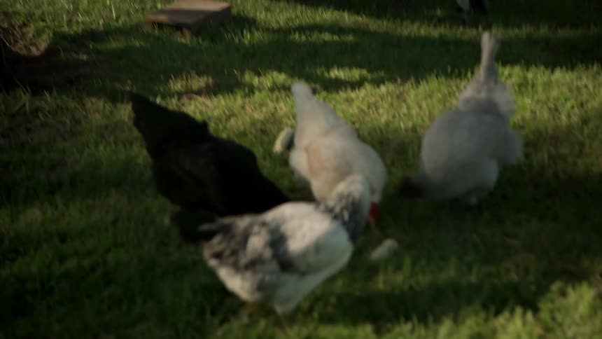 A boy throwing food at chickens eating on the grass