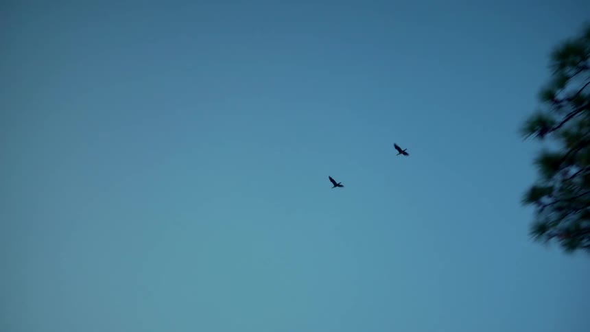 Large black birds fly over trees that surround a ranch house in the countryside