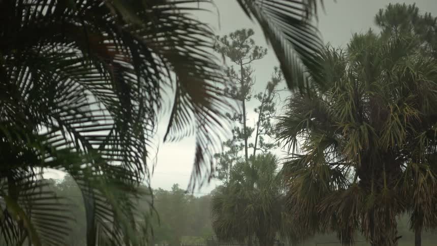 Tree branches sway in the wind on a rainy day