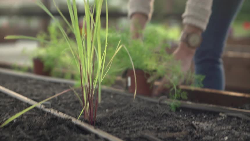 A woman is working in her garden
