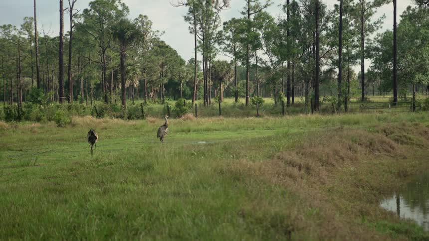 Two ostriches are walking on grass next to a pond and trees with a road in the background with a truck driving past