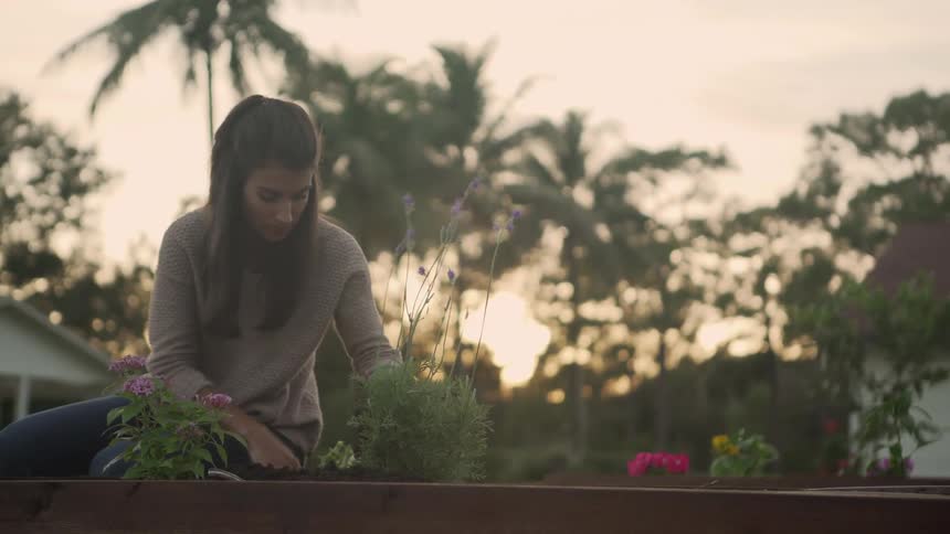 Woman sits on ground planting flowers in flowerbed near house backed by pink tinted sky and palm trees