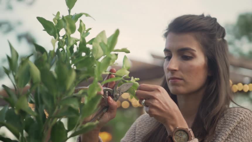 A woman is holding a branch of a small tree and examining the leaves