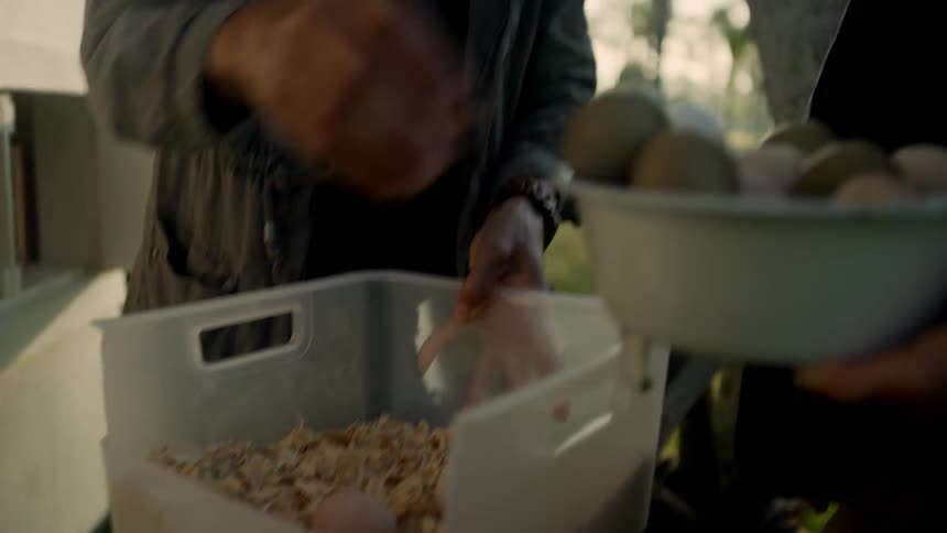 A woman collects the eggs from a chicken cabinet and places them into a bowl being held by a man standing next to her