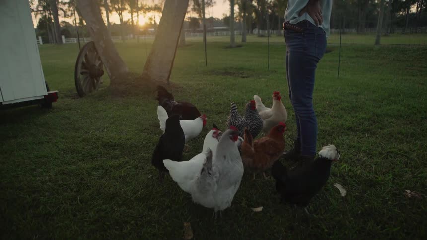 A woman stands inside a fenced area with chickens and picks one of them up