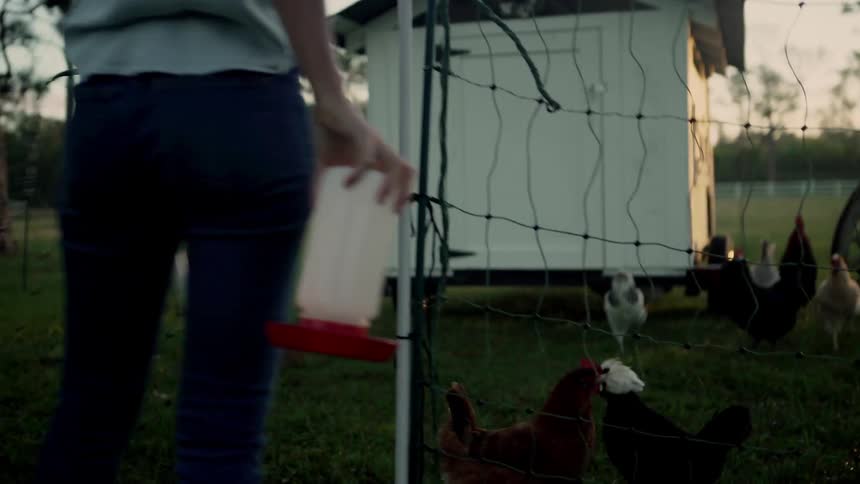 A woman enters a fenced area containing chickens and places a chicken feeder on the ground which is immediately surrounded by a group of chickens