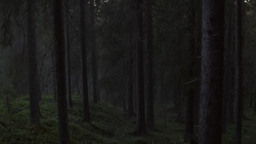 Foggy forest with many trees and plants