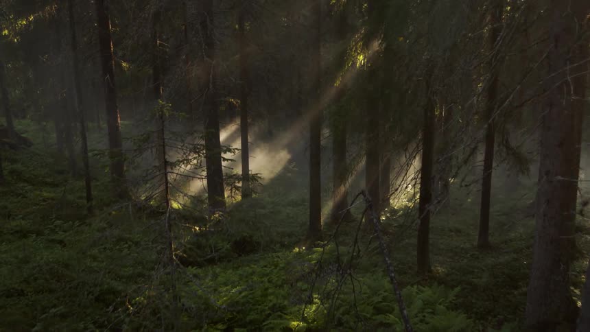 Interior of a forest with little sunlight but a streak or two with fog