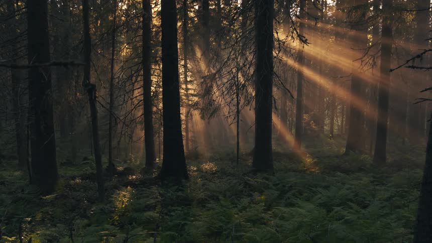 The sun is setting in the forest