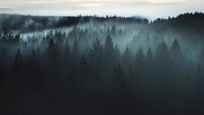 Aerial view of a foggy forest