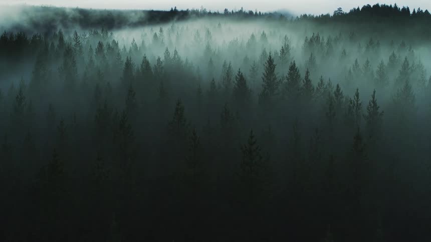 Fog is covering the forest at dusk