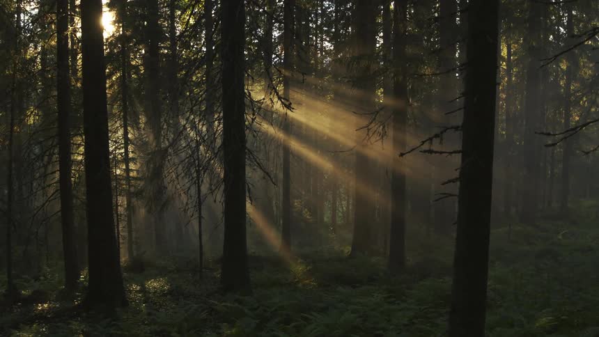 The sun is setting in the forest of trees