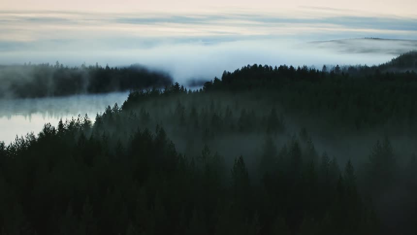 Aerial view of a forest is displayed at dusk
