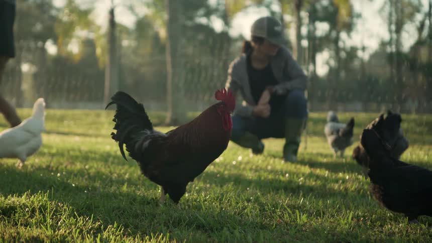 Couple looking at the roosters on the land