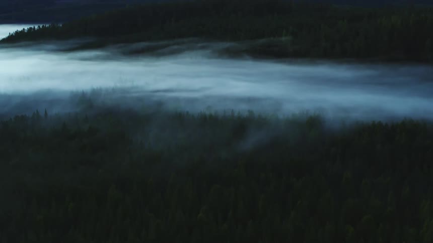 Fog is covering the trees in the forest