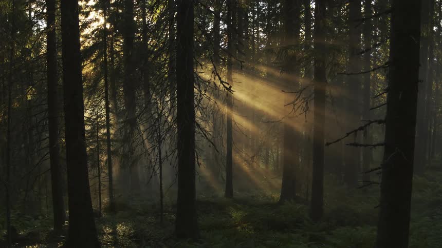 The sun is setting in the forest