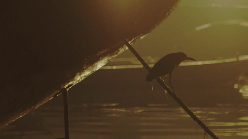 A bird perched on a rope with boats and water in the background