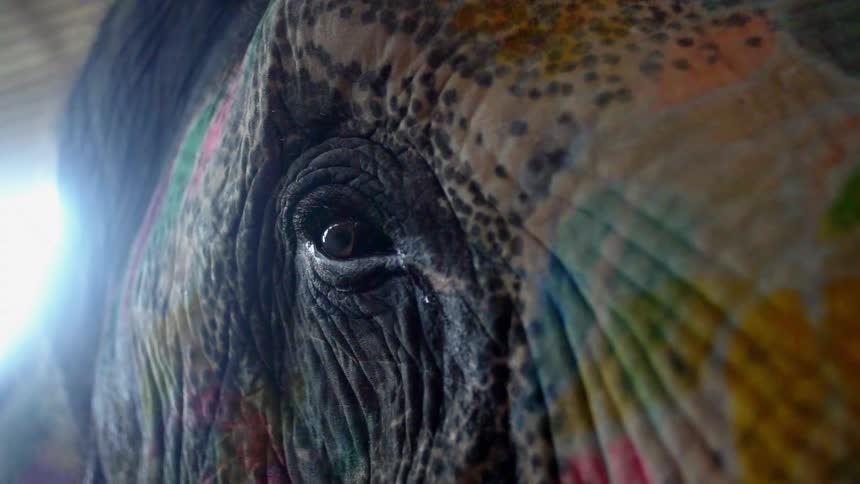 Light shines into room from behind elephant with painted face