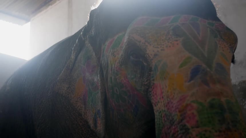A elephant stands flapping ears with paint on the trunk and head as sunlight peaks through