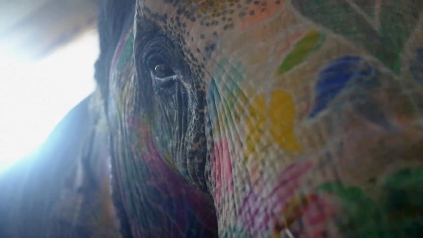 An elephant has paintings all over its skin