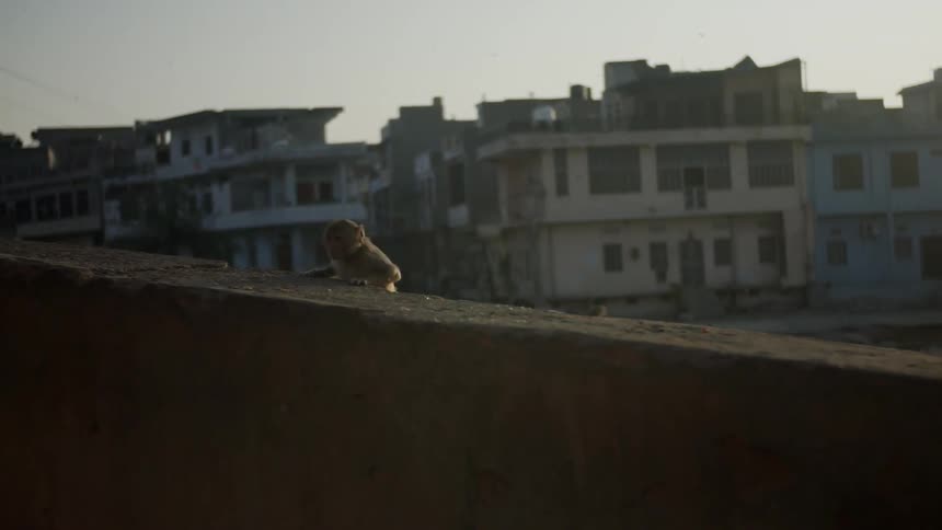 Monkey climbing a concrete wall outside of a rural town