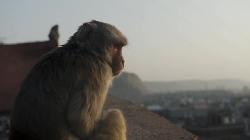 A monkey is sitting on a ledge in a city