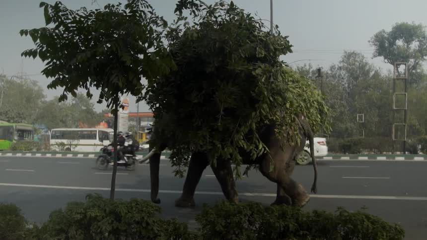An elephant walks along the side of a busy road while it carries vegetation